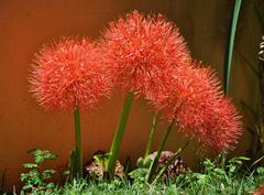 همانتوس کاترینه